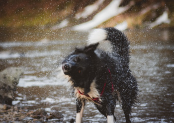Hund schüttelt sich wie ein sofortbild